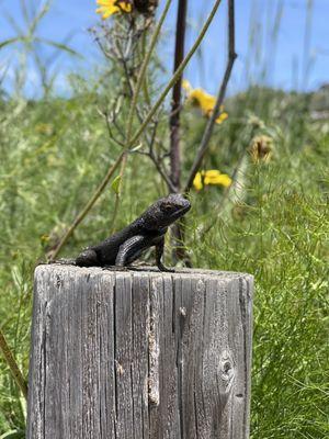 Little lizard posing