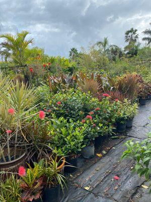 Tropical Island Nursery