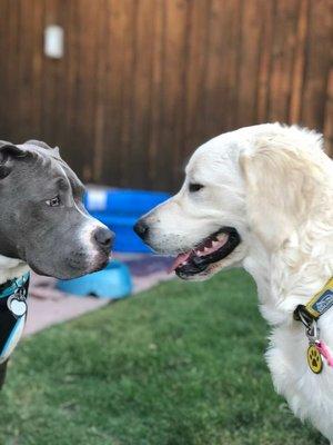 Zoey meets Nigel at group class!  Love her cute little worried wrinkle.