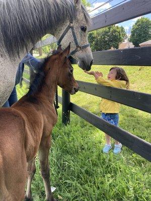 Mare and foal giving some love