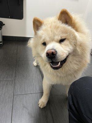 Osito the Chow