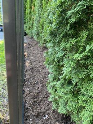 Weeding between fence and trees