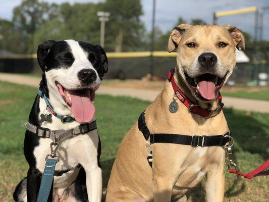 Big Bro - Little Bro
#Dogwalk!
#Petsitting #LaderaRanch #OrangeCounty