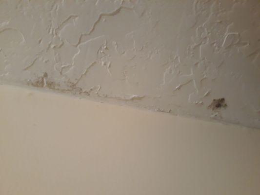 Mold in bathroom