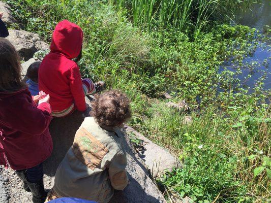 Baby ducks in the pond!