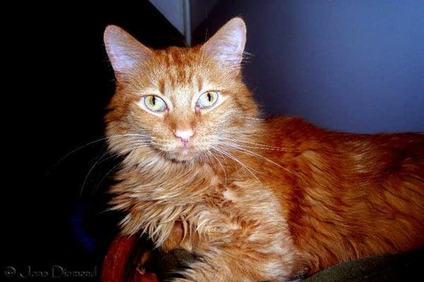 "Hanzel", a sweet long haired orange cat at Harmony House - photo by Jane Diamond