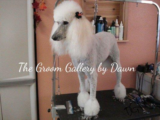 Standard Poodle in a Bikini clip