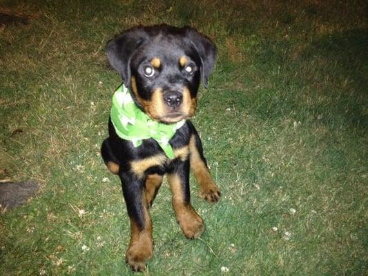 Zeus pictured with his flea and tick bandana!