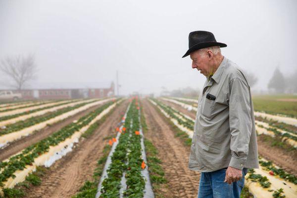 Mr. Jollisant taking a stroll through the Berry patch checking out the Beautiful Strawberries.