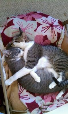 Posey and Lincecum are quite the cuddlers...