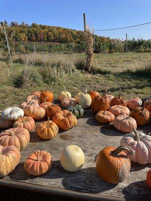 pumpkins