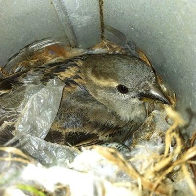 Bird Nest Removal