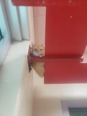 Perching cat in the cat room