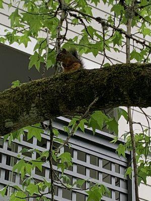 Local squirrels. Red and silver everywhere. It's really cute.