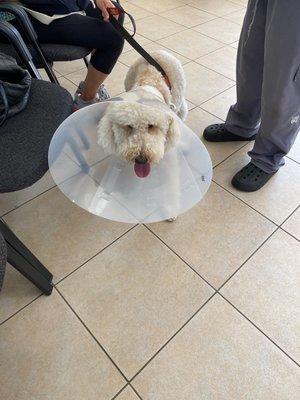 Bella in cone