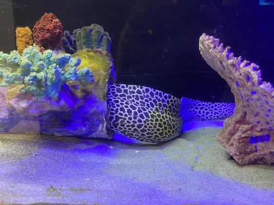 Eel in too small of a tank