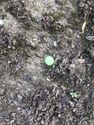 Circle pins left on ground