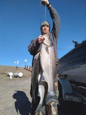 Striped Bass ,