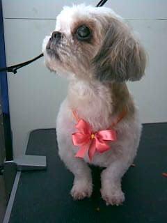 CHIQUI shih tzu