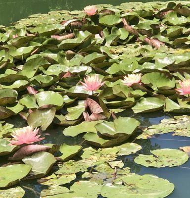 Lily pond