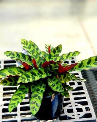 Calathea "Rattlesnake Plant"