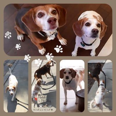 The Beagle Buddies, CoCo & Buddy are the happiest pair when out walking!