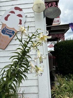 Flowers Outside