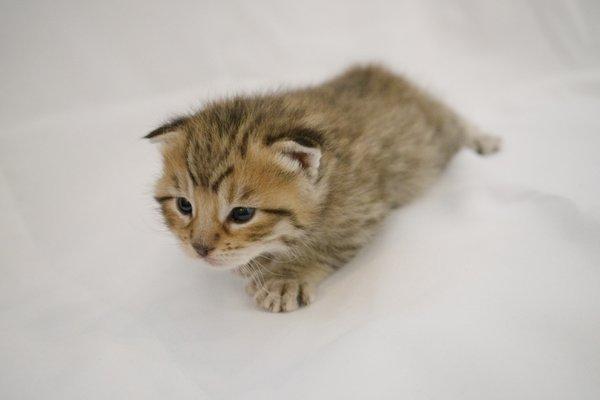 one week old pixiebob kitten