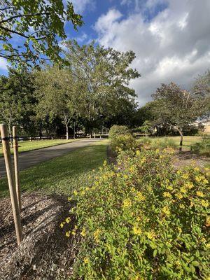 Butterfly garden