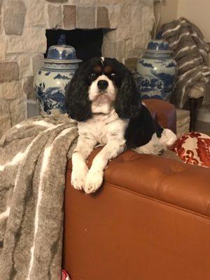 Sofie keeping watch over the kitchen