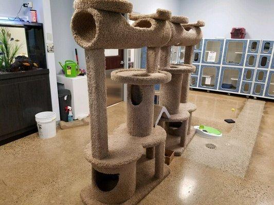 Cat play room