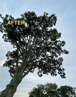 Anderson Tree Services