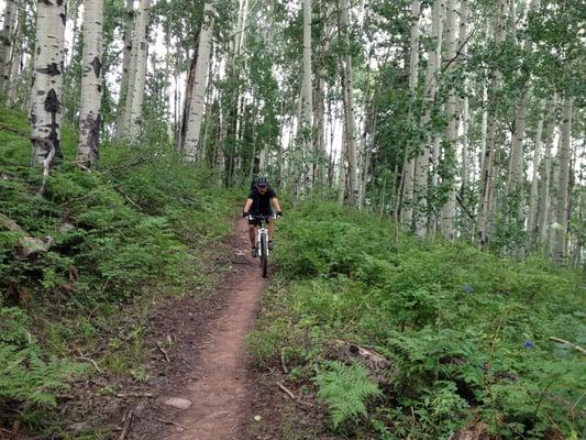 Colorado Trail high in the Aspens