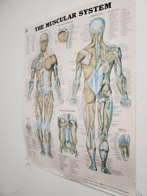 Muscular chart in therapy room