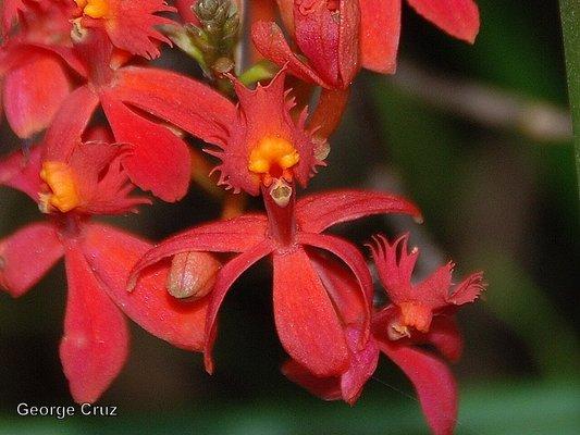 Hummingbird Photography | Expedition Travellers
 
 https://expeditiontravellers.com/ecuador/