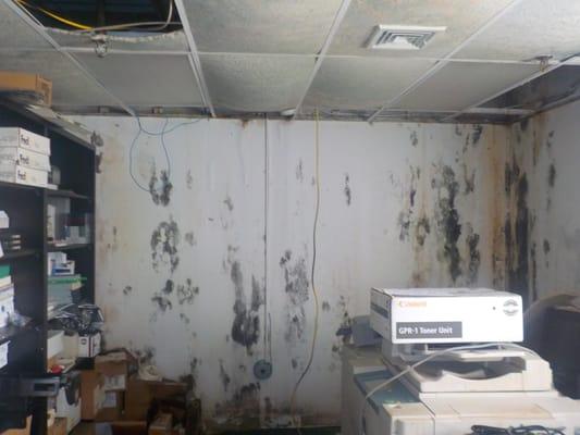 Mold caused by longstanding water damage