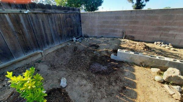 Wide shot of tree removal and they also cut the brick wall.