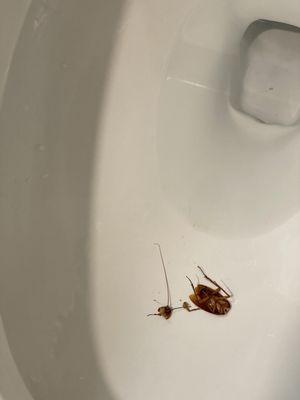 Had to kill this cockroach in order to pee!