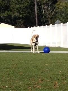 Boarding Facility at Opie's Doghouse operating within Palmetto Animal Clinic