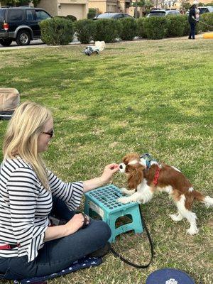 Paws up!  A confidence building exercise in the AKC STAR puppy class