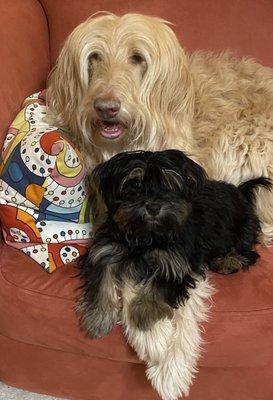 Labradoodle and Yorkiepoo
 Parker. and Dash