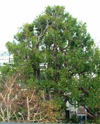 Incense Cedar