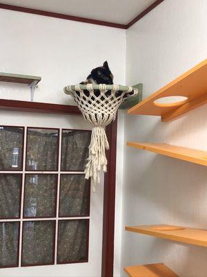 Bonnie enjoying Kitty Hotel's cat wall...