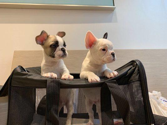 Gino and Manu at their first puppy visit.