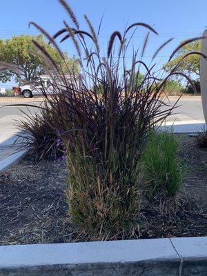 Their idea of maintaining ornamental grasses