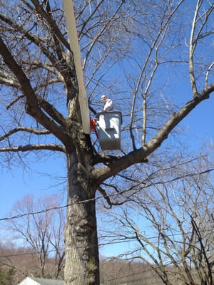 Care and pruning of elderly trees