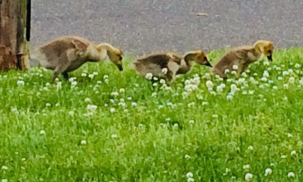 Canada Goose Goslings, so sweet!