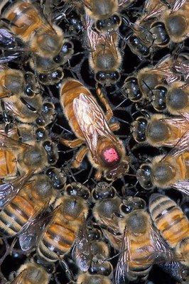 Queens and honeybees.  Swarm removal...call us before you spray.