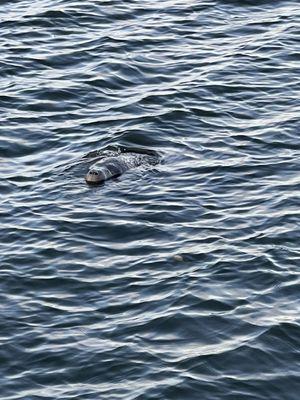 Manatee this morning!