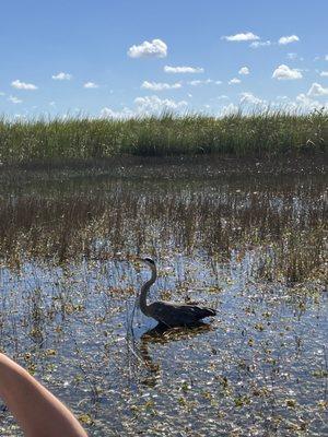 blue heron